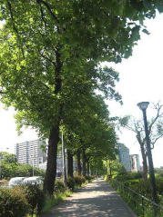 東京 お堀端の街路樹（ユリノキ）